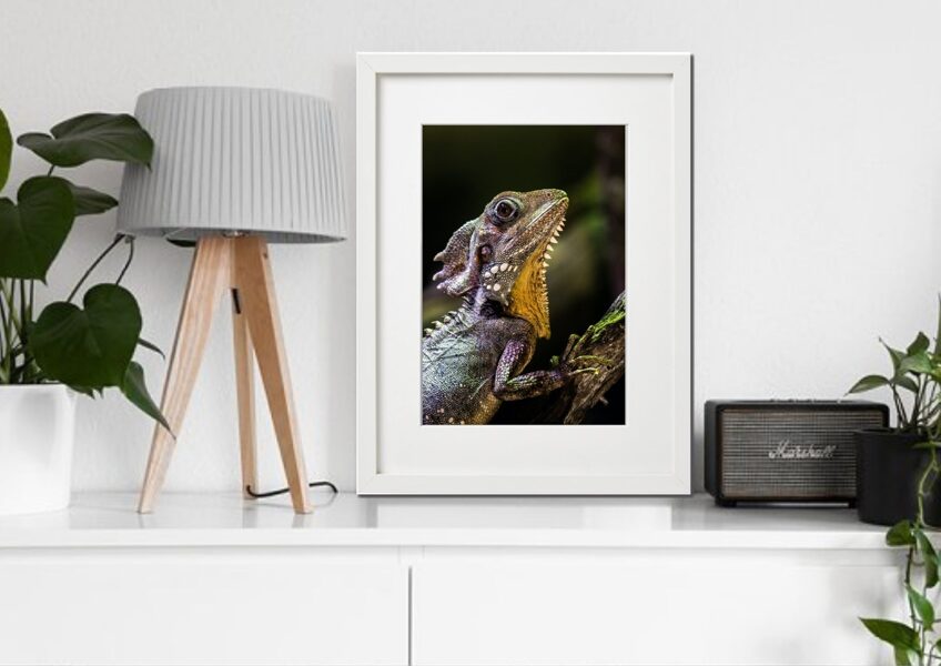 Fauna rāmī n°28