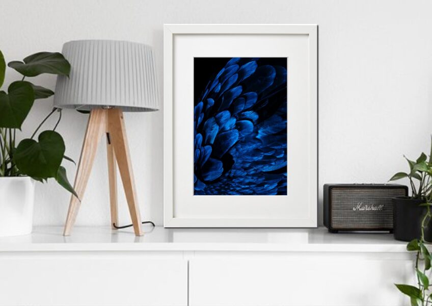 Fauna rāmī n°29
