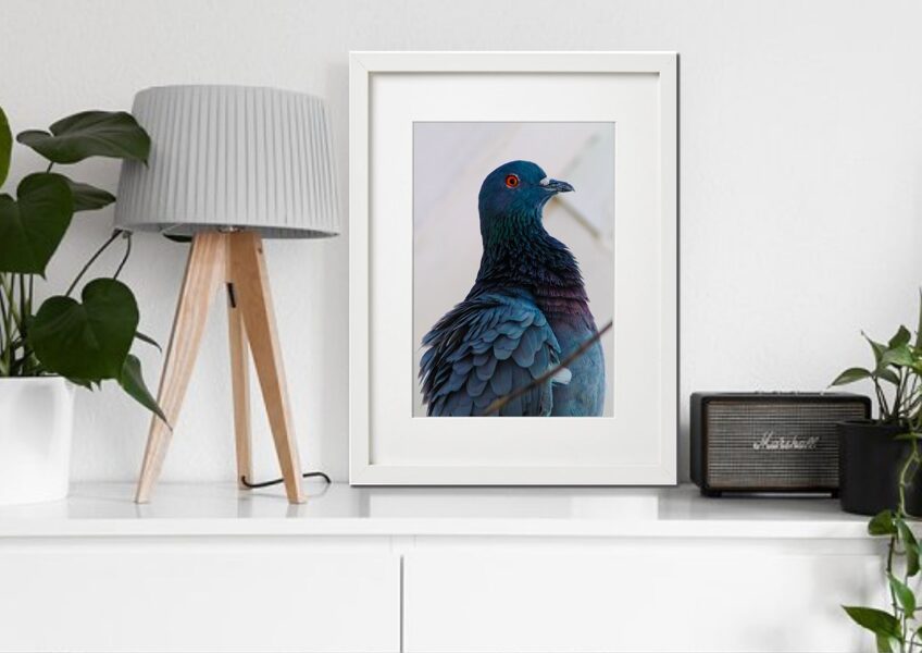 Fauna rāmī n°32