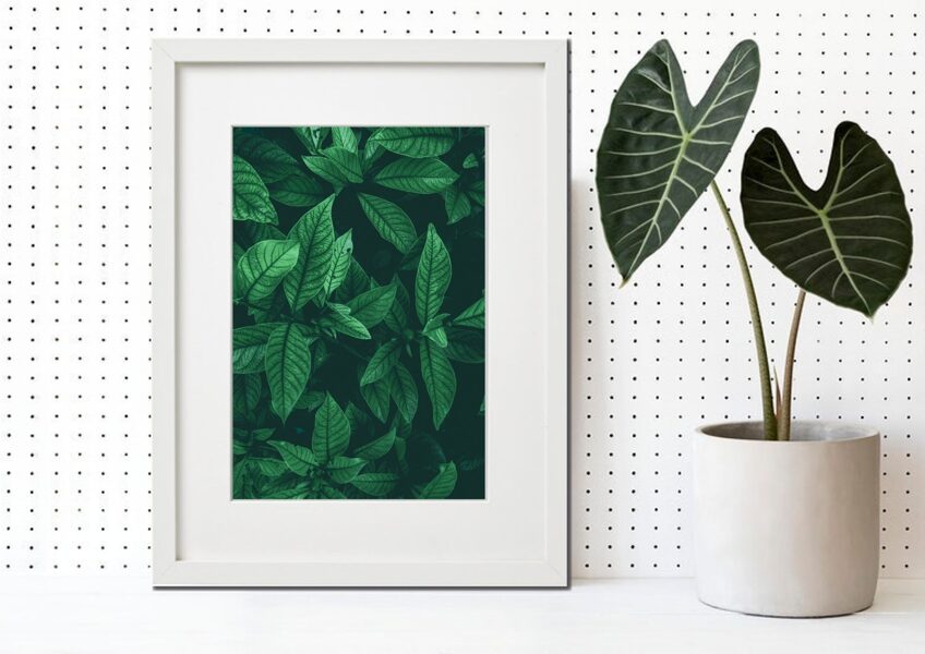Flora rāmī n°06