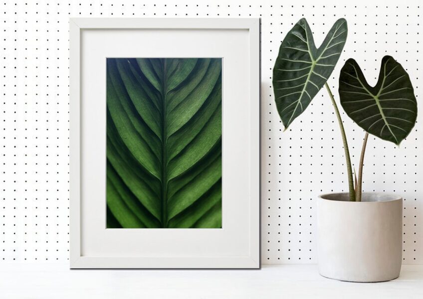 Flora rāmī n°05