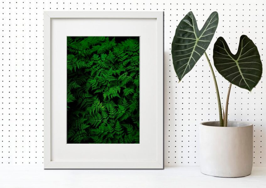 Flora rāmī n°07