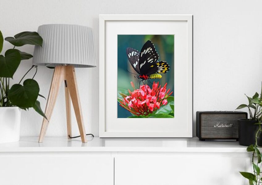 Fauna rāmī n°11