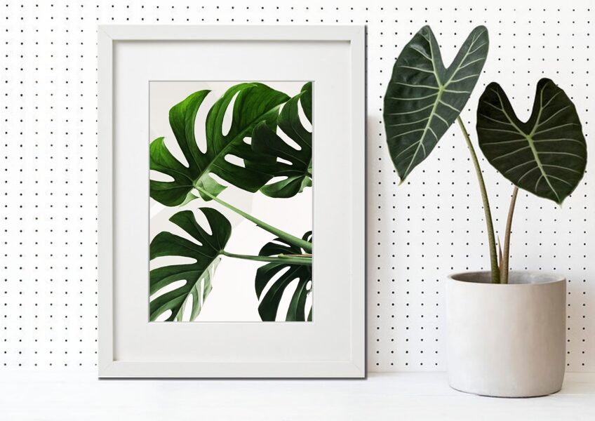 Flora rāmī n°01
