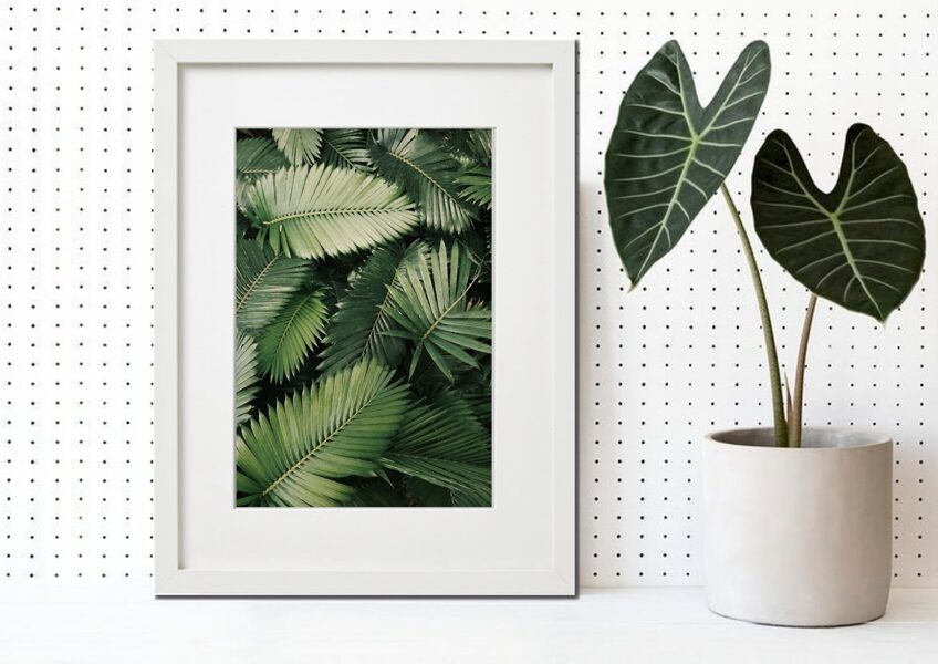 Flora rāmī n°19