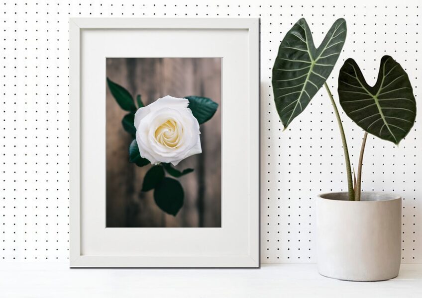 Flora rāmī n°34