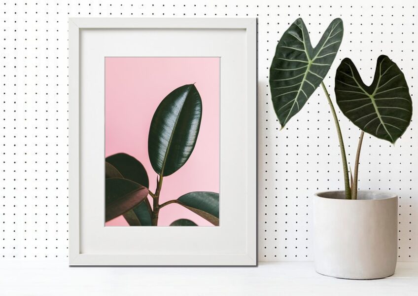 Flora rāmī n°43