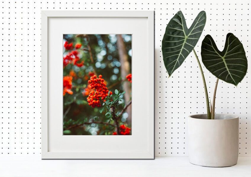 Flora rāmī n°44