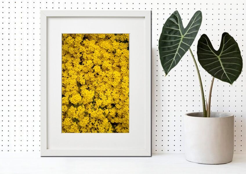 Flora rāmī n°45