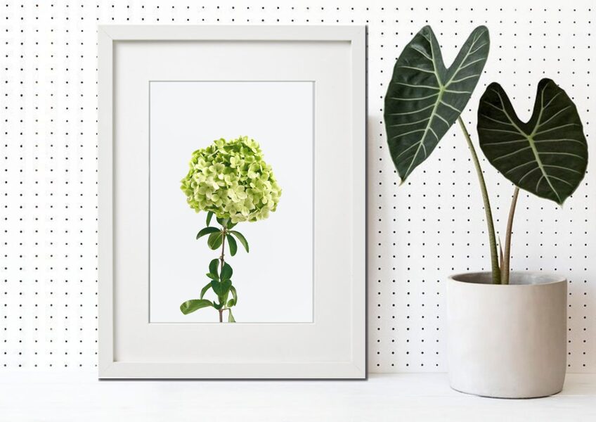 Flora rāmī n°30
