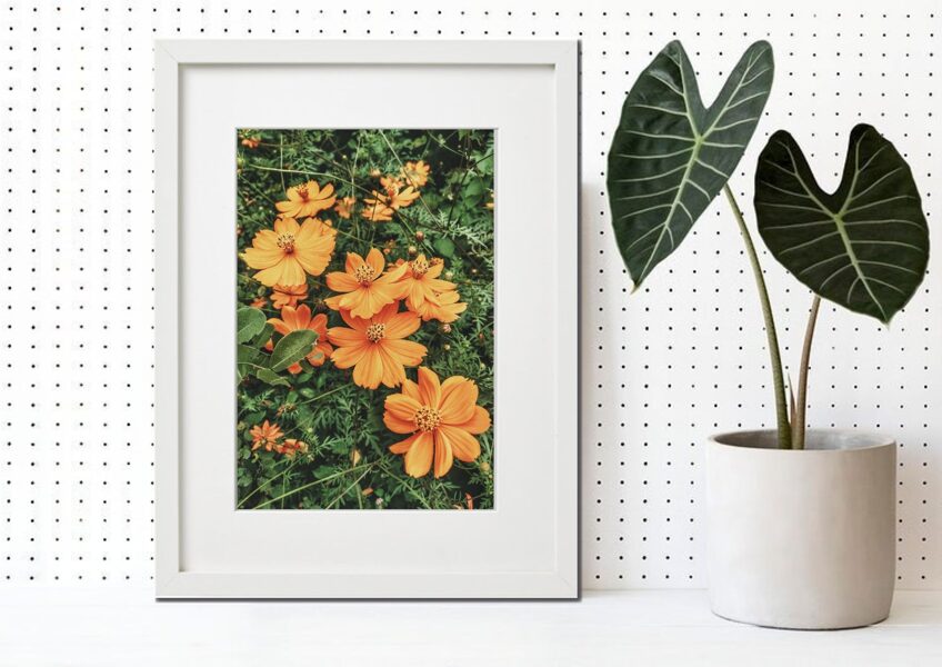 Flora rāmī n°31