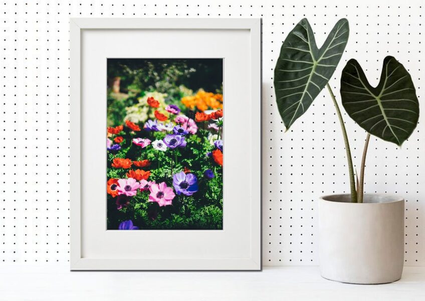 Flora rāmī n°32