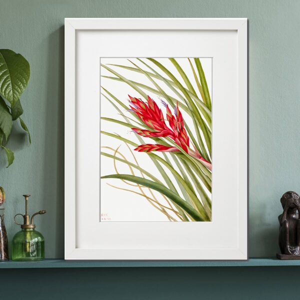 Tillandsia