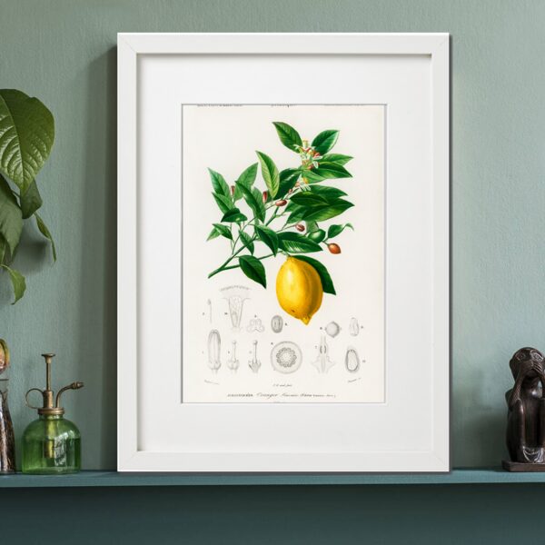Citrons