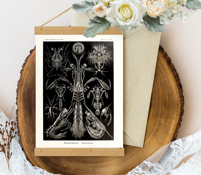 Sienas dekors - Vintage Thoracostraca