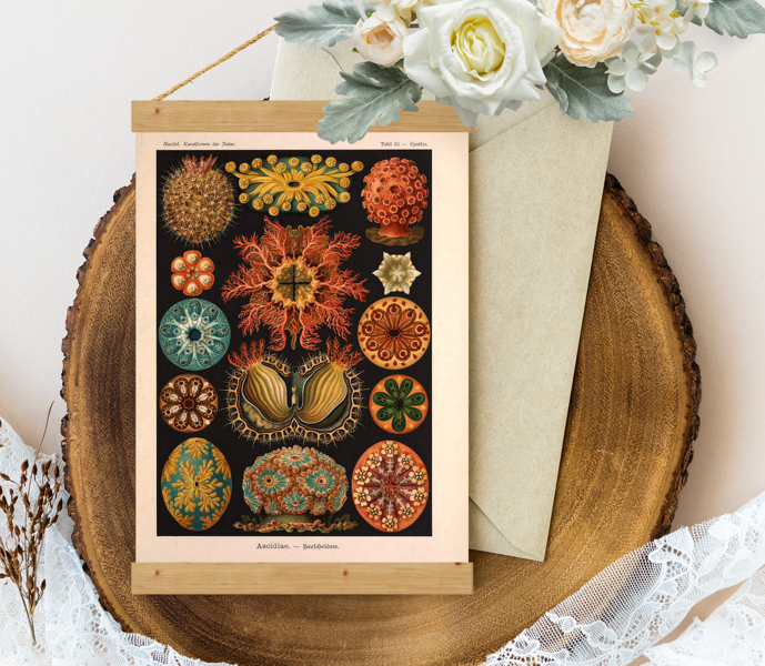 Sienas dekors - Vintage Ascidiae-Ernst-Haeckel