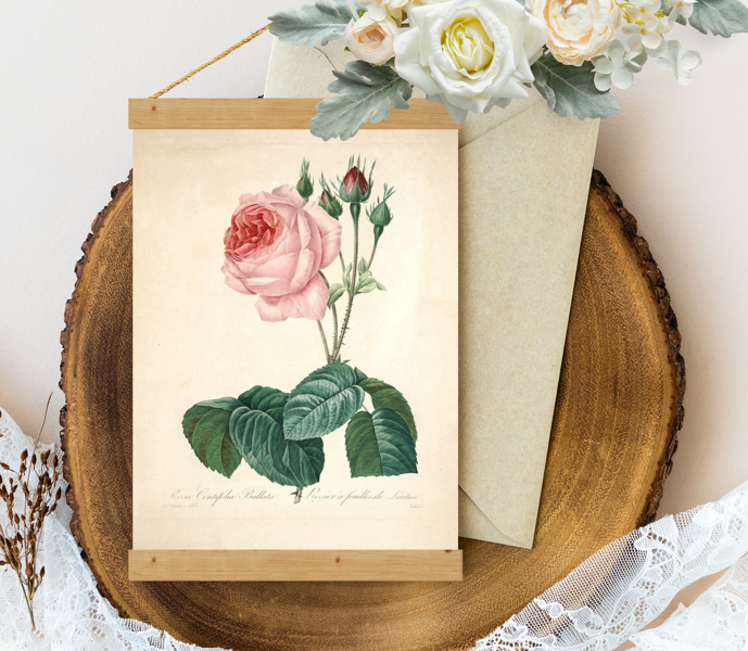 Sienas dekors, plakāts - Vintage Rosa-centifolia-Redoute