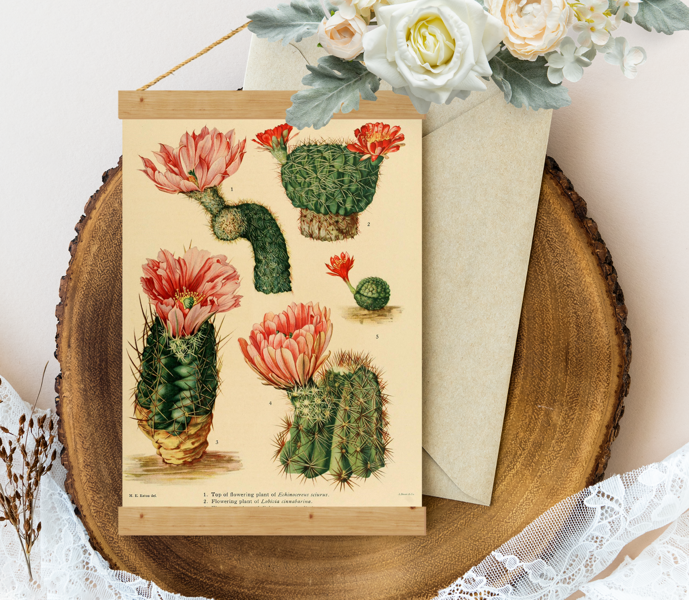 Sienas dekors - Vintage Kaktuss Cactaceae