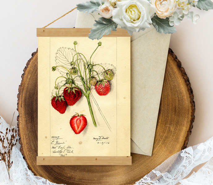 Sienas dekors - Vintage Zemene