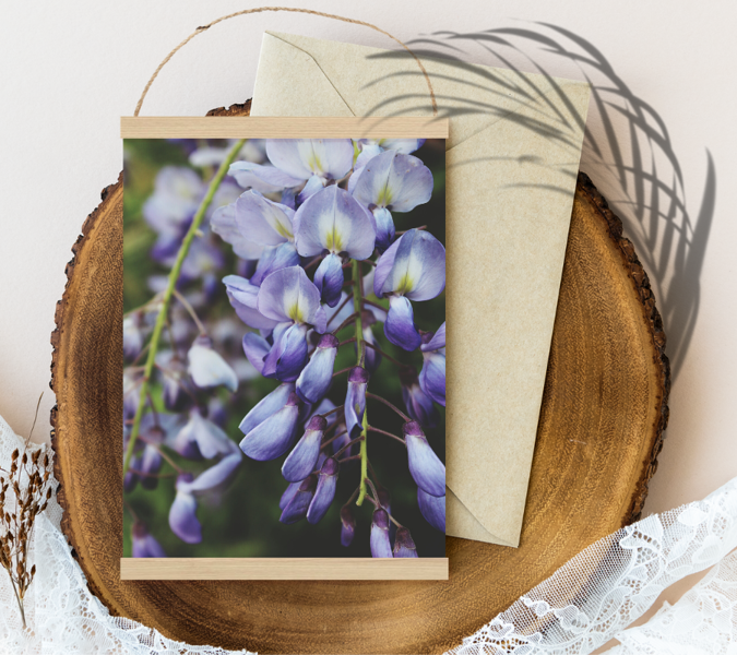 #Wild Wisteria #violets