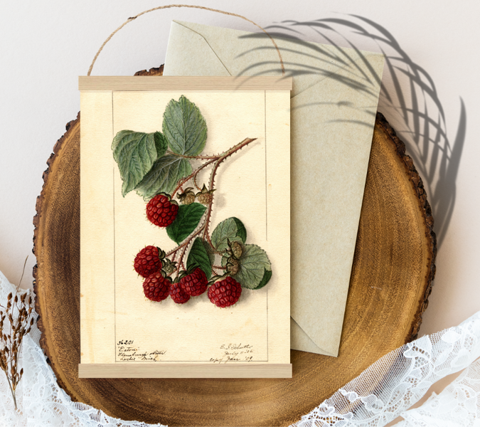 Sienas dekors Vintage Eaton-Red-Raspberries