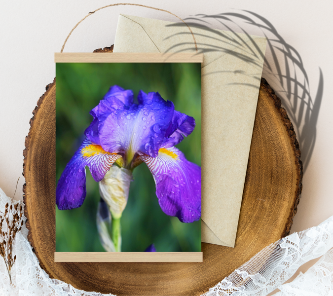 Violets zils īriss